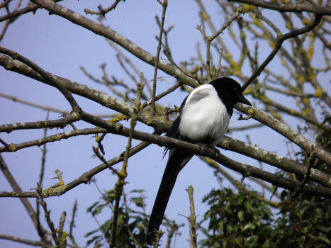 One For Sorrow, Two For Joy