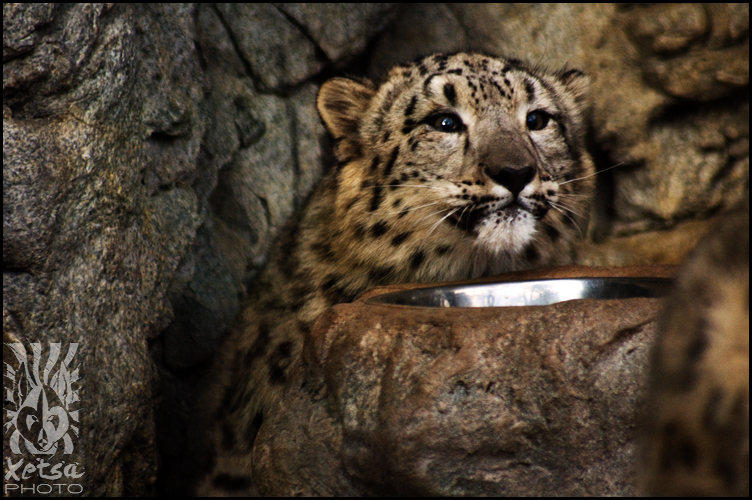 Snow Leopard Cub ii