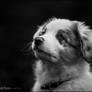 Jazz Puppy Portrait