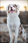 Happy-go-lucky by XetsaPhoto