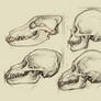 Quick Skull Studies