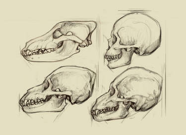 Quick Skull Studies