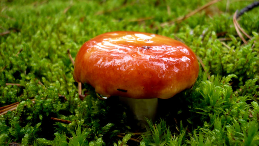 slicky shroom by Funny-HoneyKrusty on DeviantArt