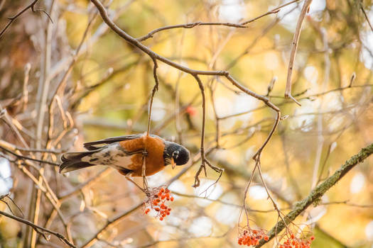 hungry robin