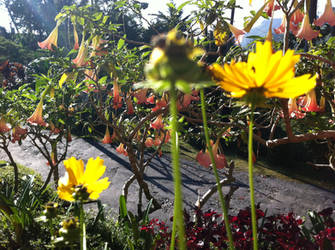 Sunny Flower in the morning