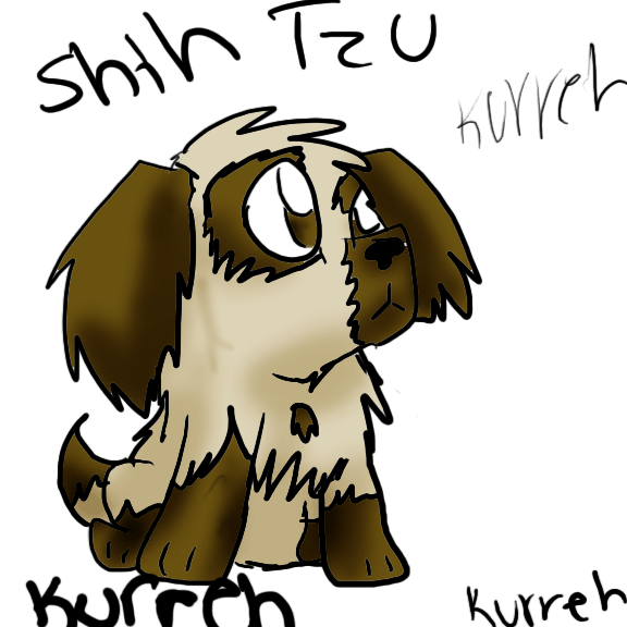 Shih Tzu