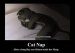 Cat Nap