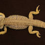 Bearded Dragon 4