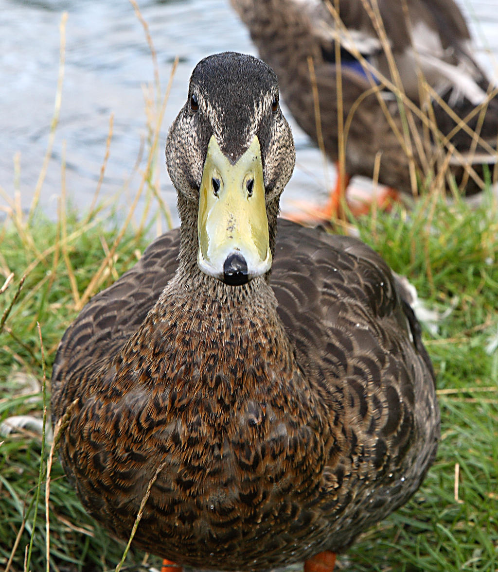 Trevor Mc Duck Duck. by NickiStock