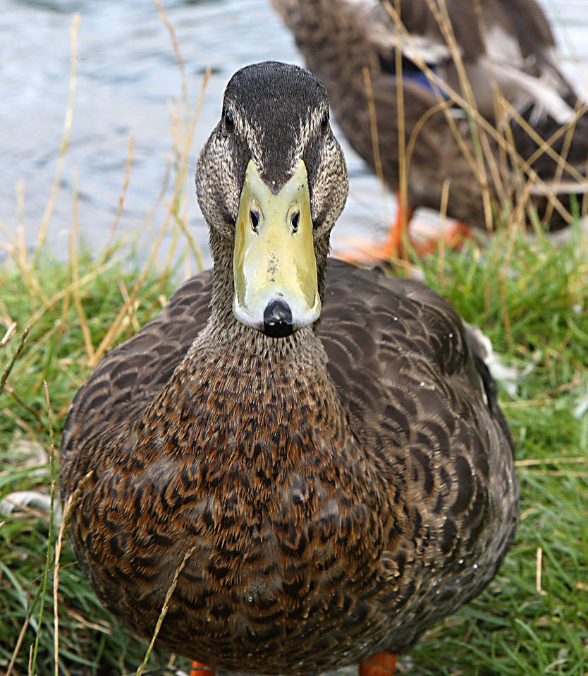 Trevor Mc Duck Duck. by NickiStock