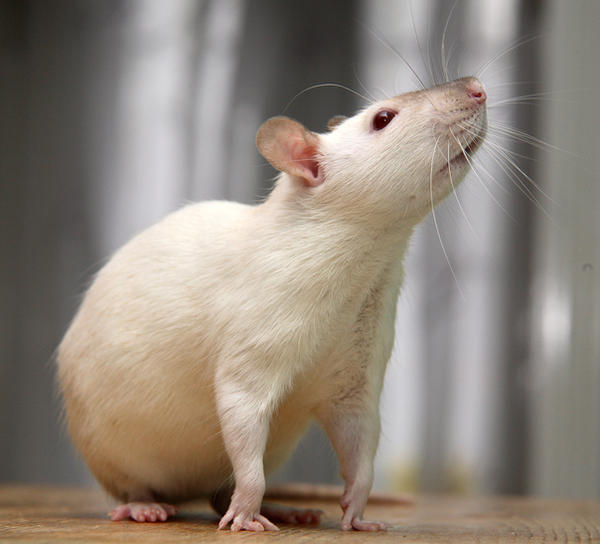 Whisker by NickiStock