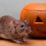 Halloween Season- Pumpkin Rat1