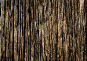 Wood Texture