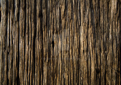 Wood Texture