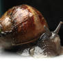 Trevor the snail