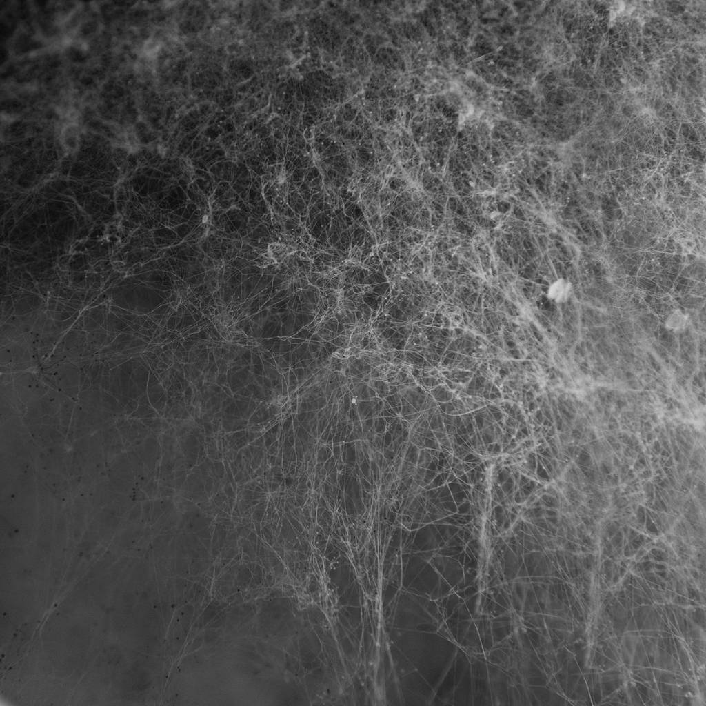 The cobweb mould texture by NickiStock