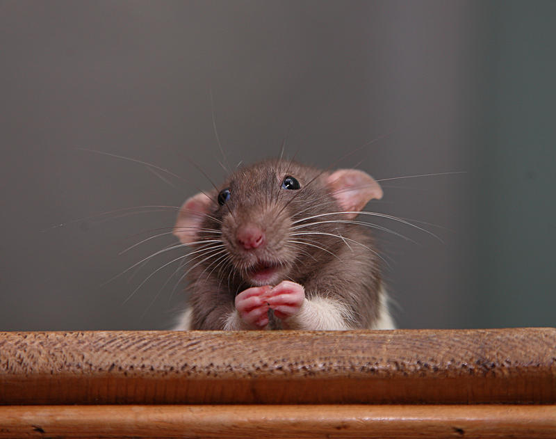 Включи мышонок все хочет делать. Крыса. Мышь. Смешной мышонок. Мышь прикольная.