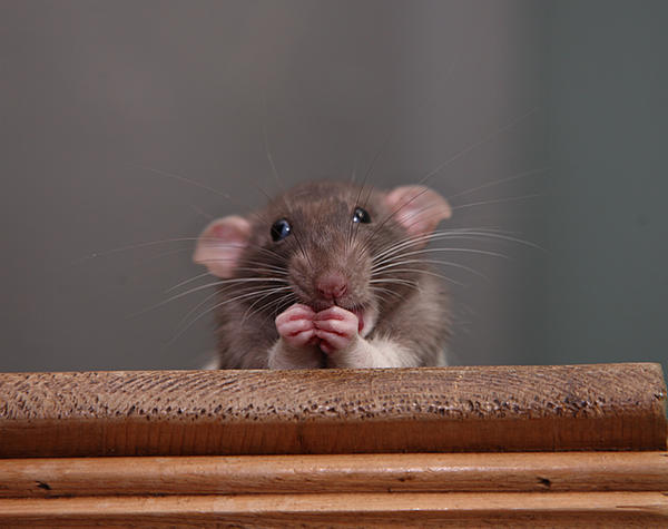 See my paw?... by NickiStock