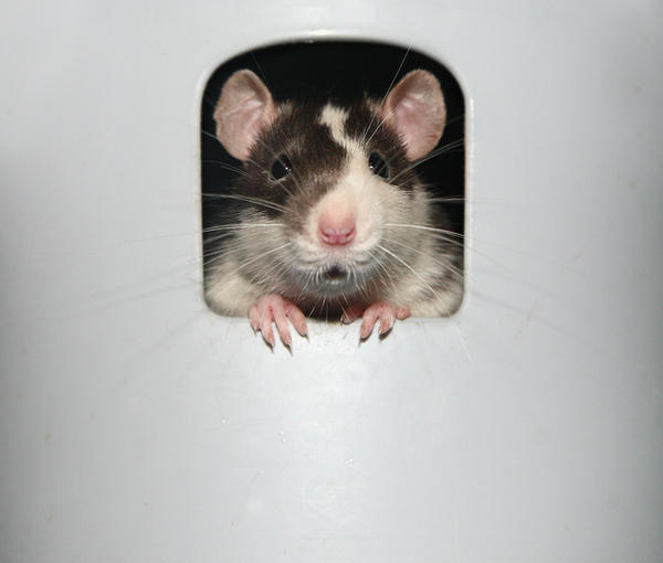 Peek-a-boo