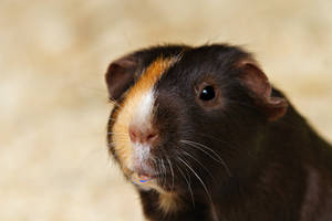 Guinea Pig dribble