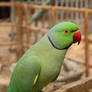 Rose-ringed Parakeet