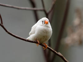 Bird Stock - Finch