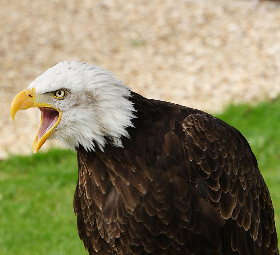 Bald Eagle1