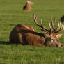 Resting Stag 01