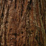 Wood Texture3