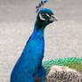 Closeup peacock