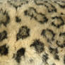 Fur Texture