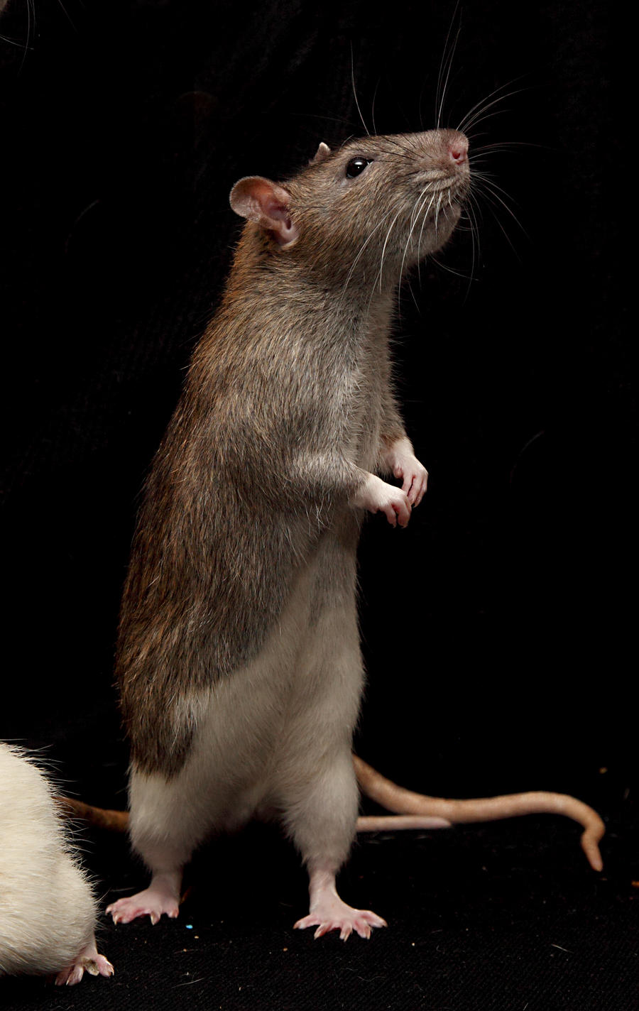 stand rat stock by NickiStock