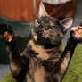 Paws up! Cat Stock