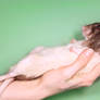 A rat in the hand - STOCK IMAGE