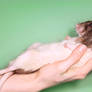 A rat in the hand - STOCK IMAGE