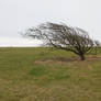 Windswept Tree Stock