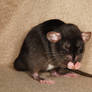 A shot of brandy - Fancy Rat Stock image 5