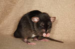 A shot of brandy - Fancy Rat Stock image 5