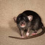 A shot of Brandy - Fancy Rat Stock image 6