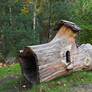 Wooded Home Stock Image