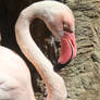 Flamingo stock