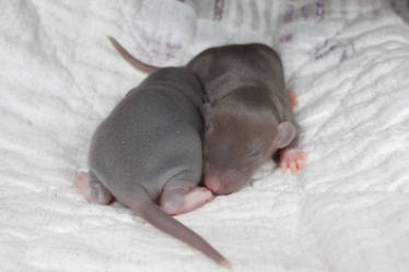 Baby Rats Stock image