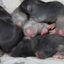 Baby Rats close up Stock image 3