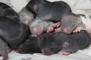 Baby Rats close up Stock image 3