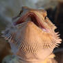 Bearded Dragon 2