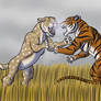 Sabertooth Versus Tiger