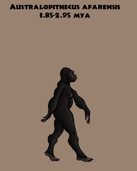Woman Evolution Deviantart The Evolution Of Woman