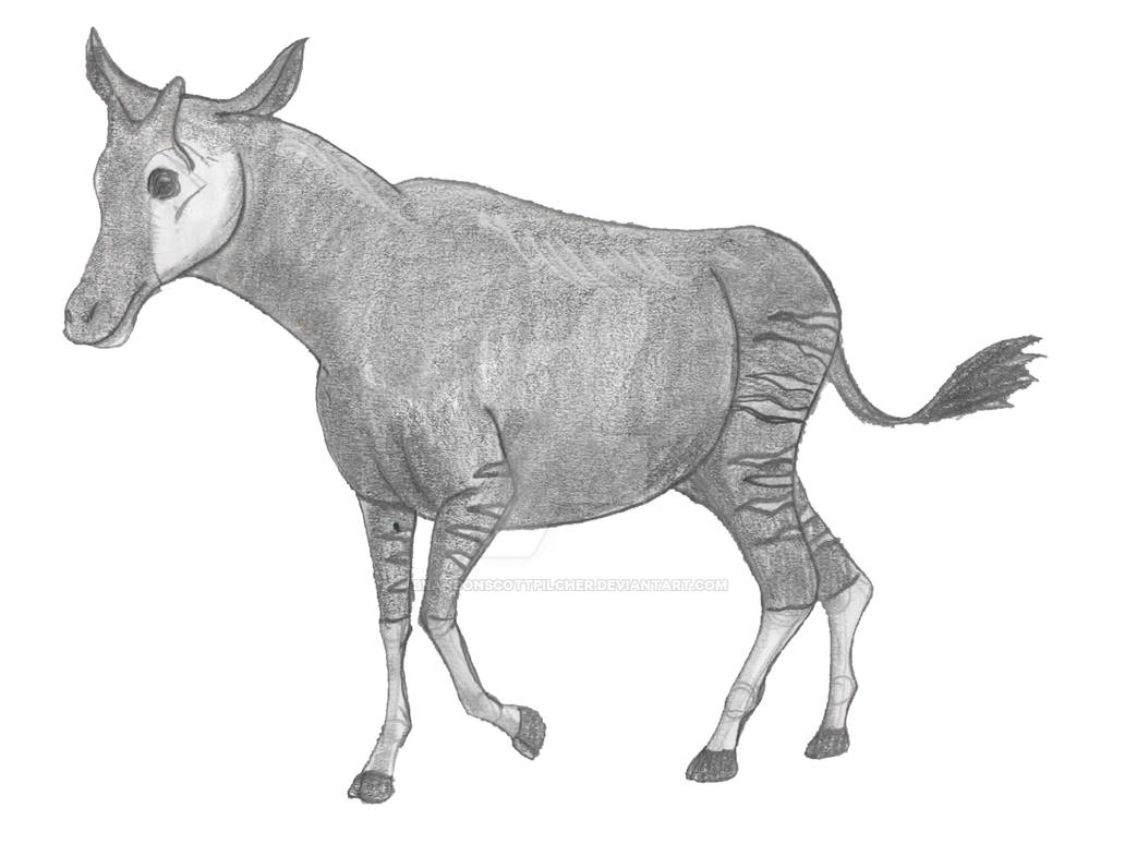 Okapi Sketch by BrandonScottPilcher on DeviantArt