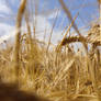 Summer Wheat 2