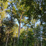 Forest road in early Autumn